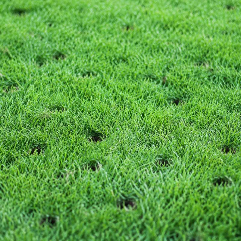 aerated-golf-turf-root-zone-holes.jpg